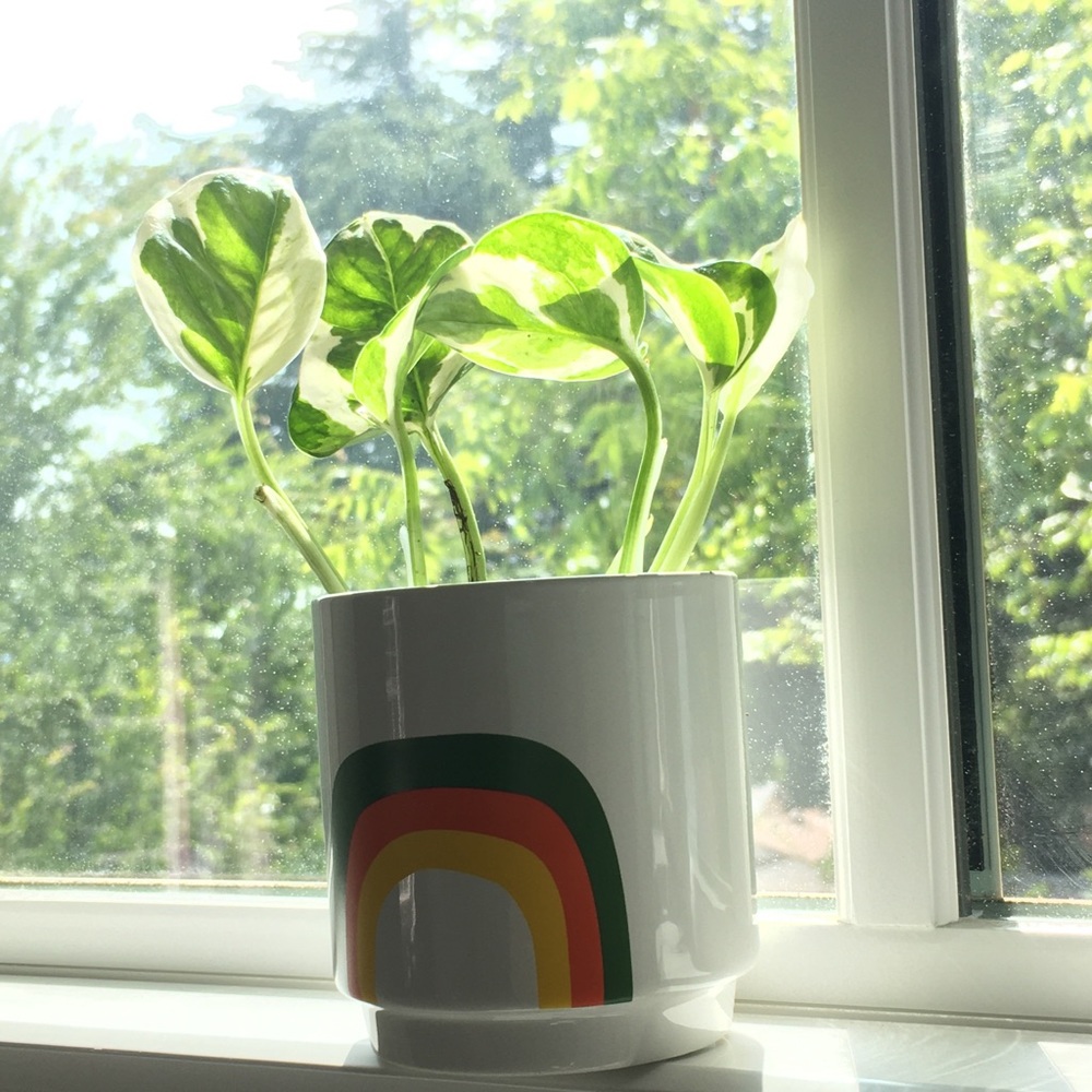 Meet your Posher, Amaris